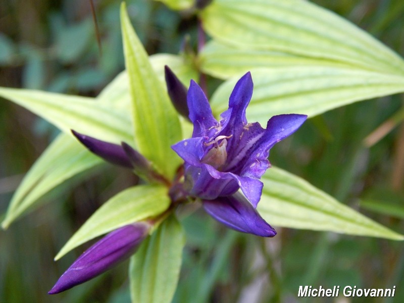 Gentiana asclepiadea